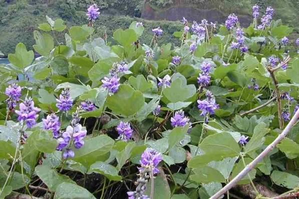 Kudzu