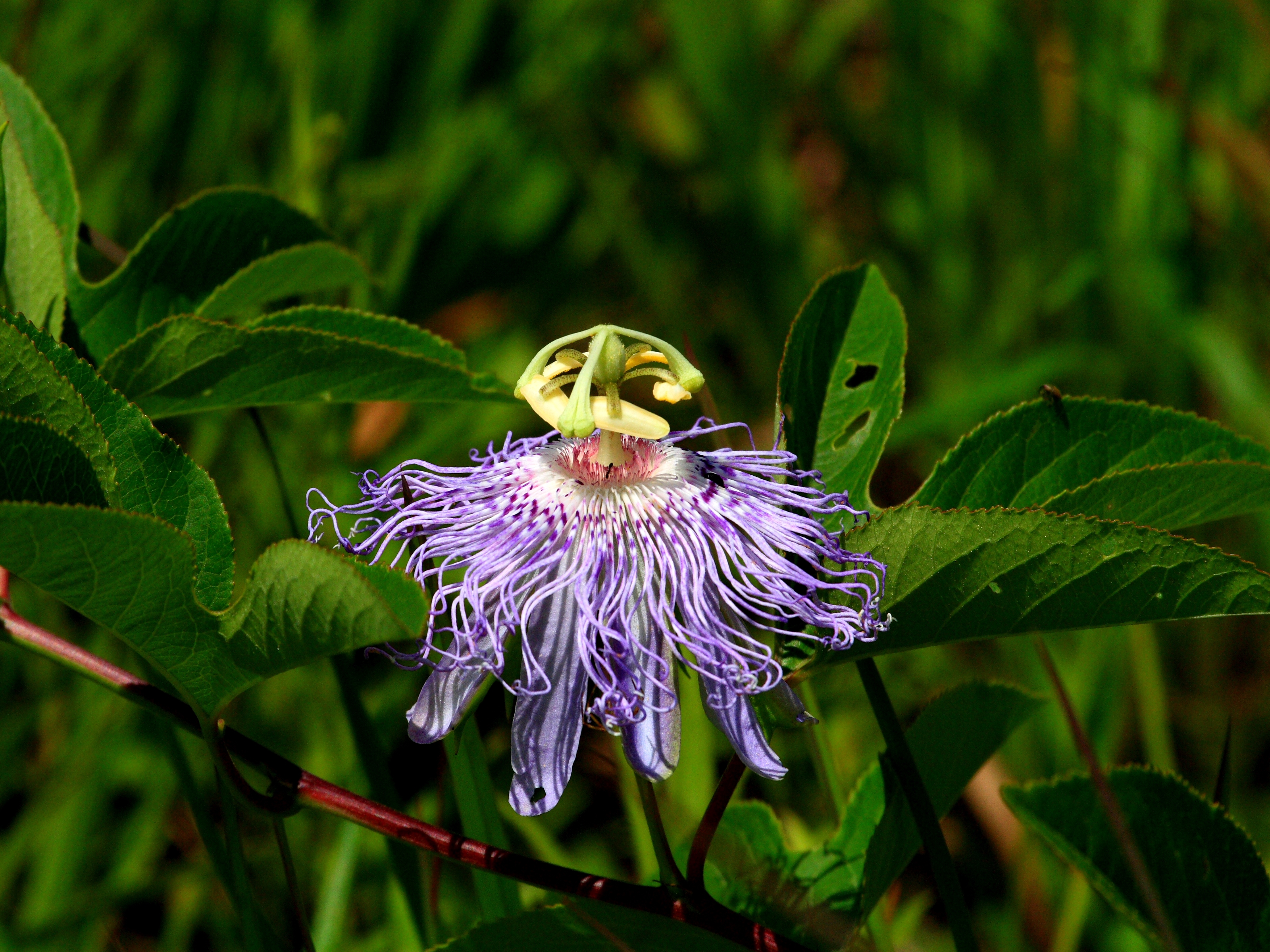 Maypop Passionflower