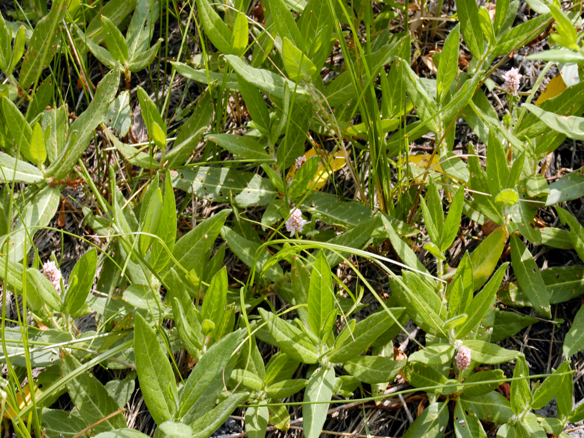 Pennsylvania Smartweed