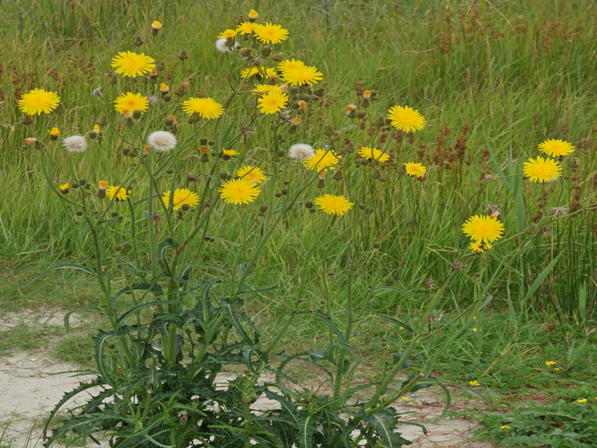 Perennial Sowthistle