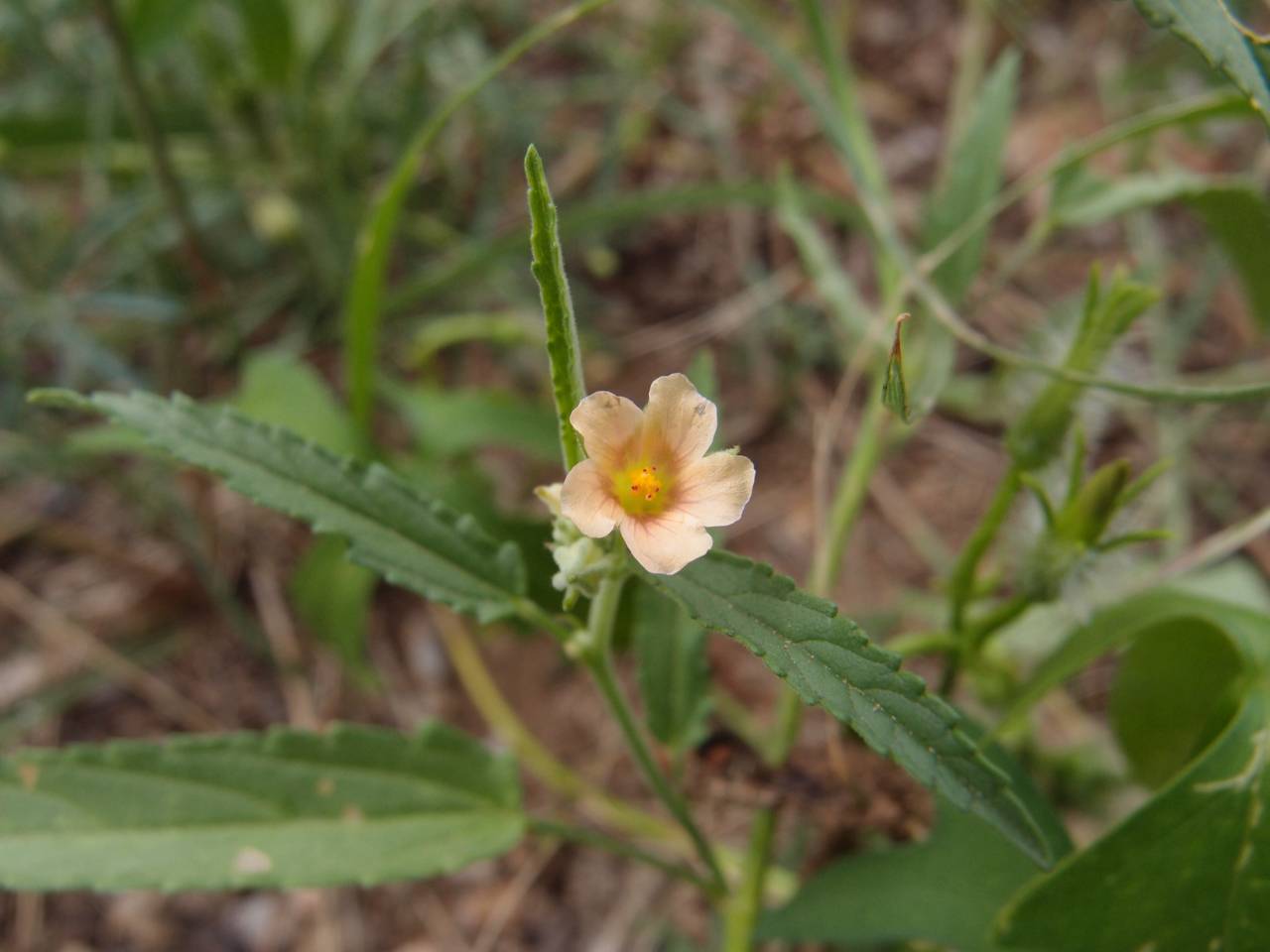 Prickly Sida