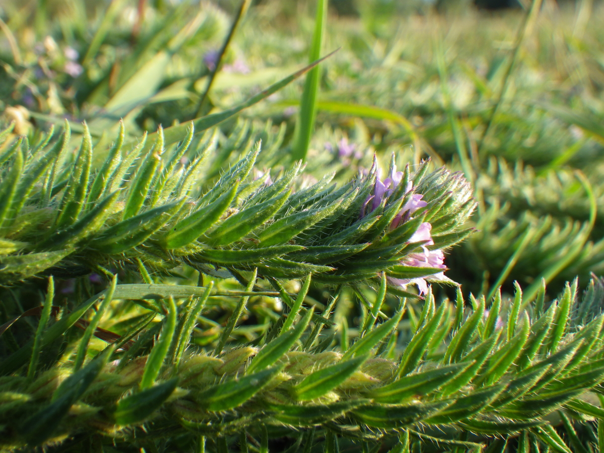 Prostrate Vervain