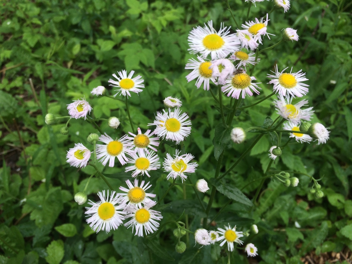 Rough Fleabane