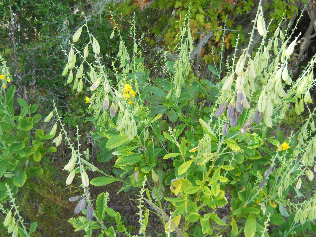 Showy Crotalaria