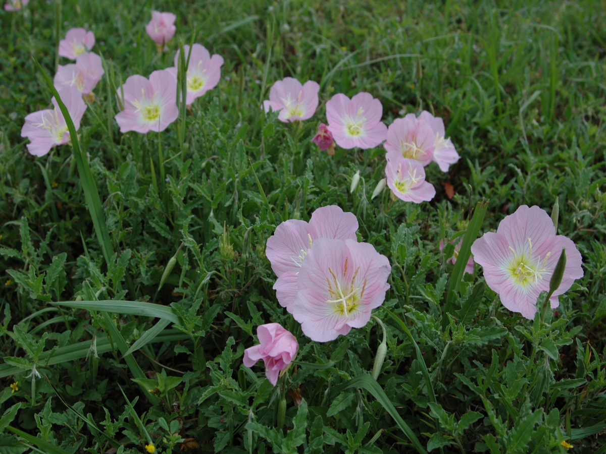 Showy Evening Primrose