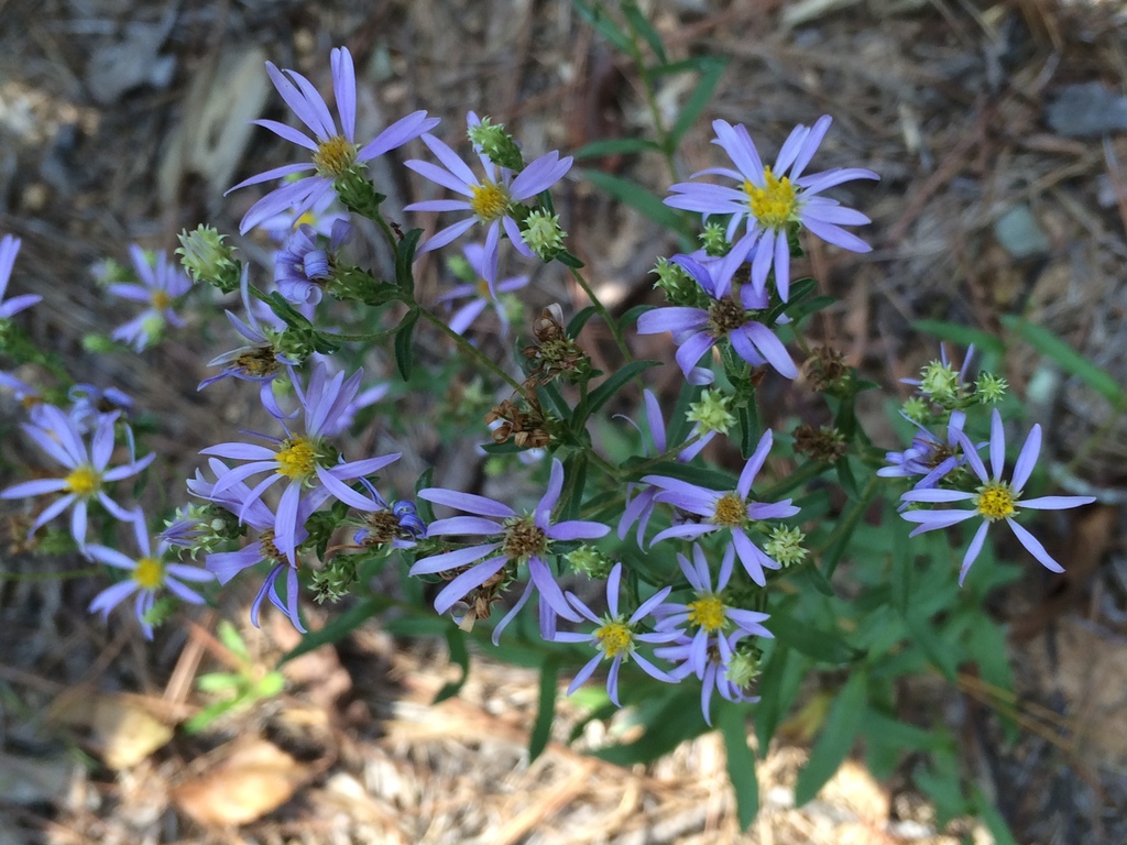 Slender Aster