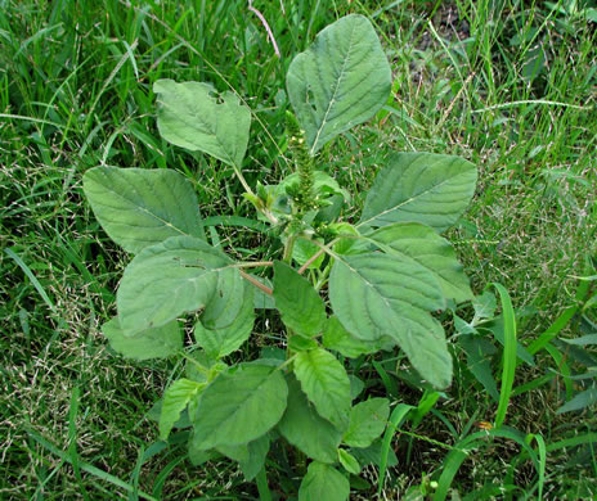 Smooth Pigweed