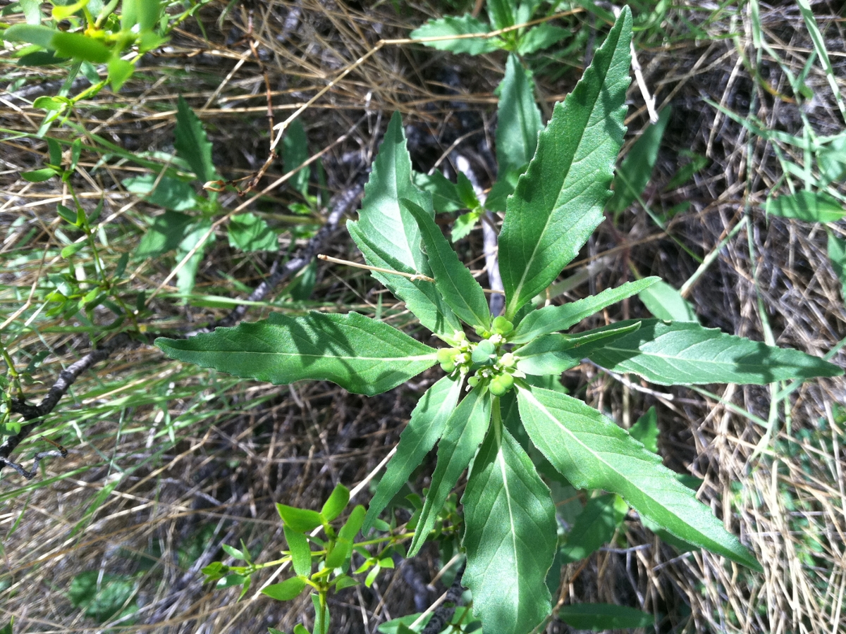 Toothed Spurge