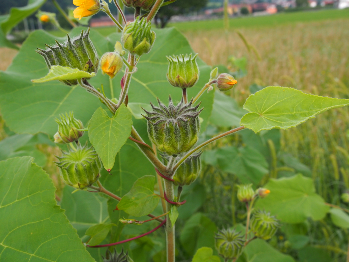 Velvetleaf