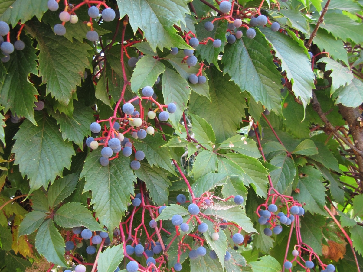 Virginia Creeper (Rutgers NJAES)