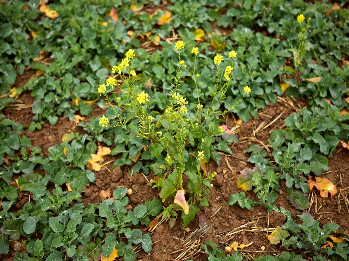 Wild Mustard