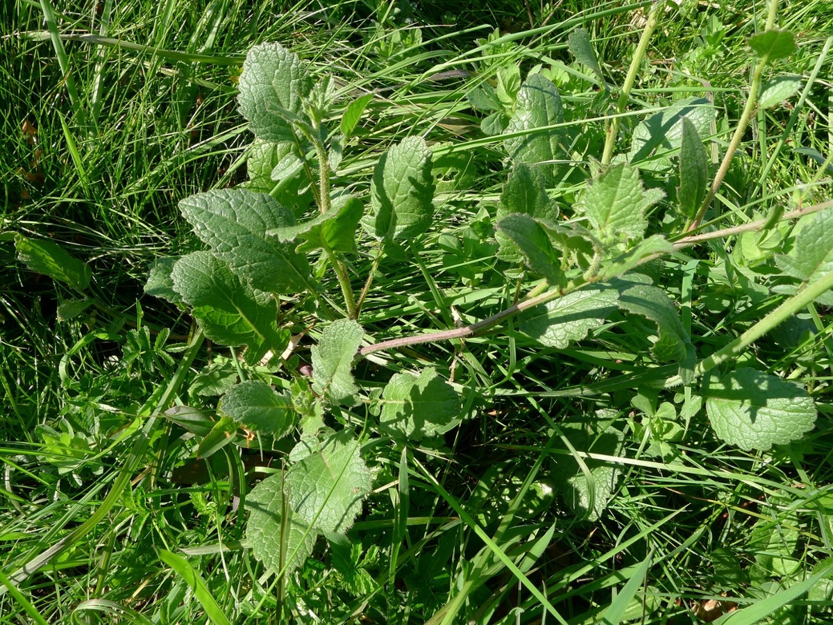 Wild Radish