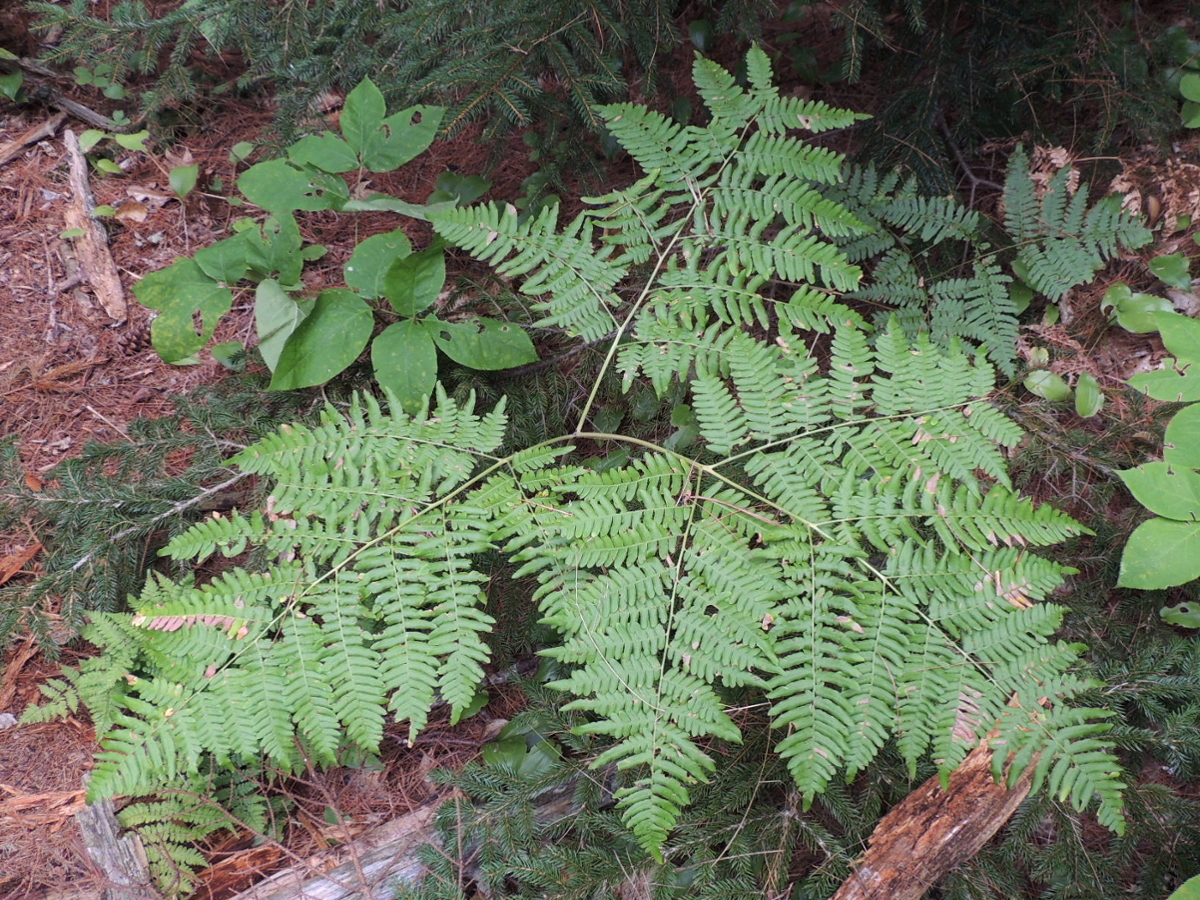 Bracken fern