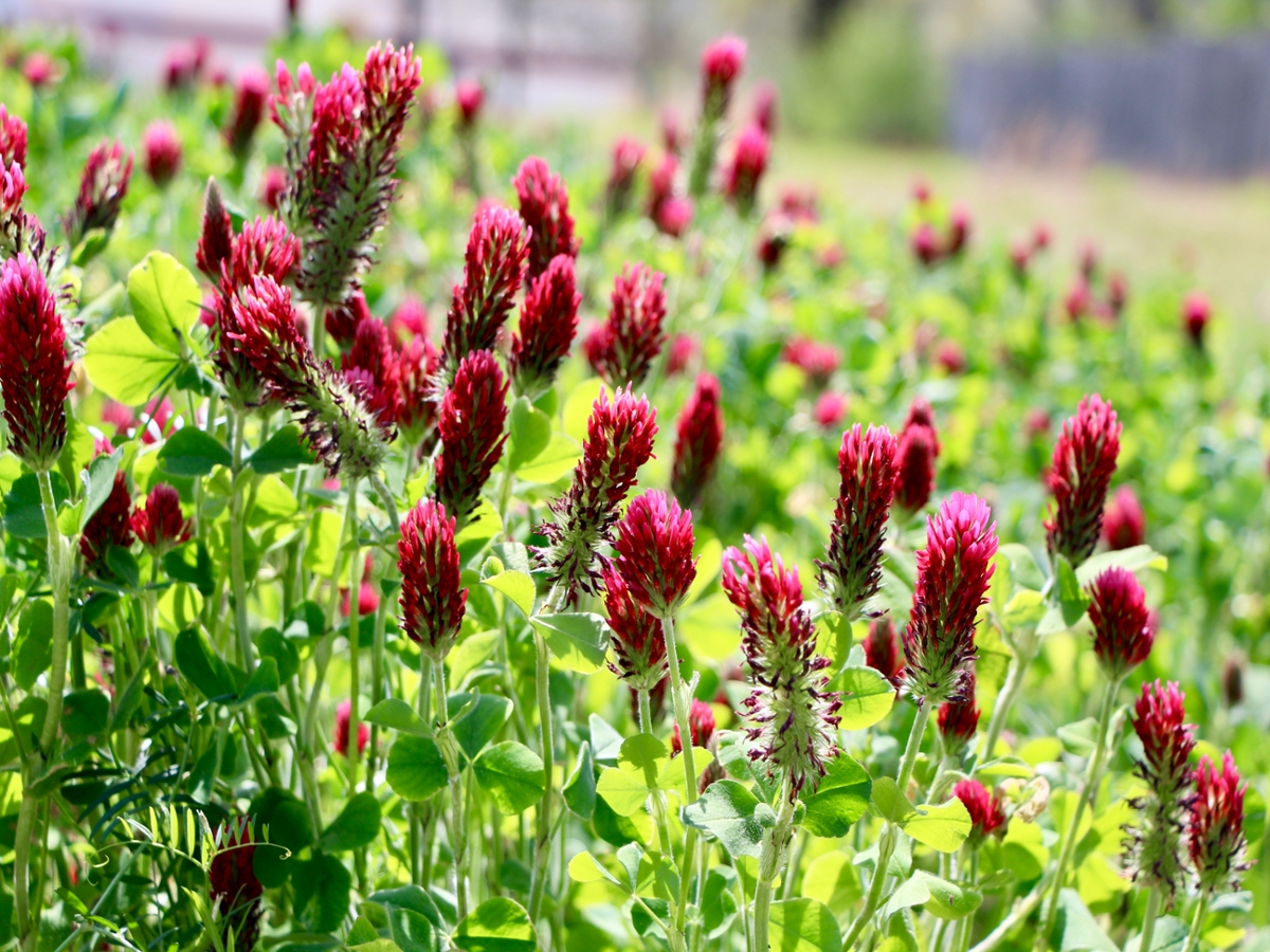 Crimson clover