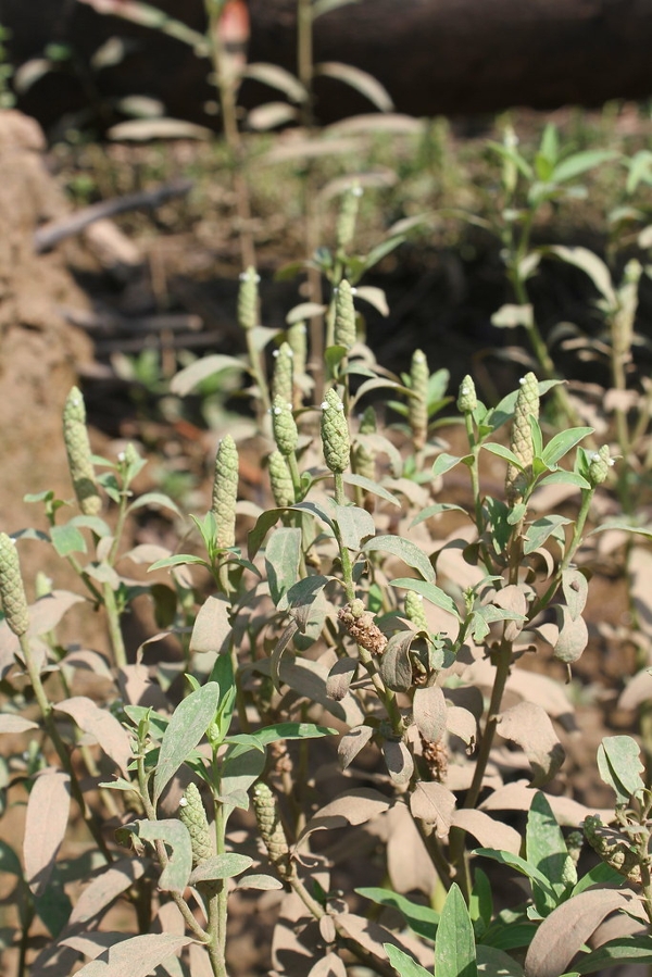 Gooseweed