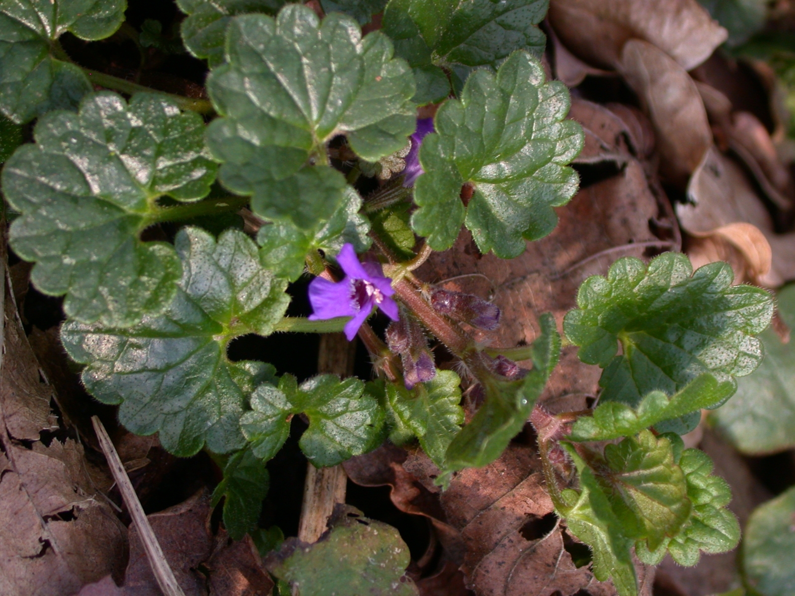 Ground ivy