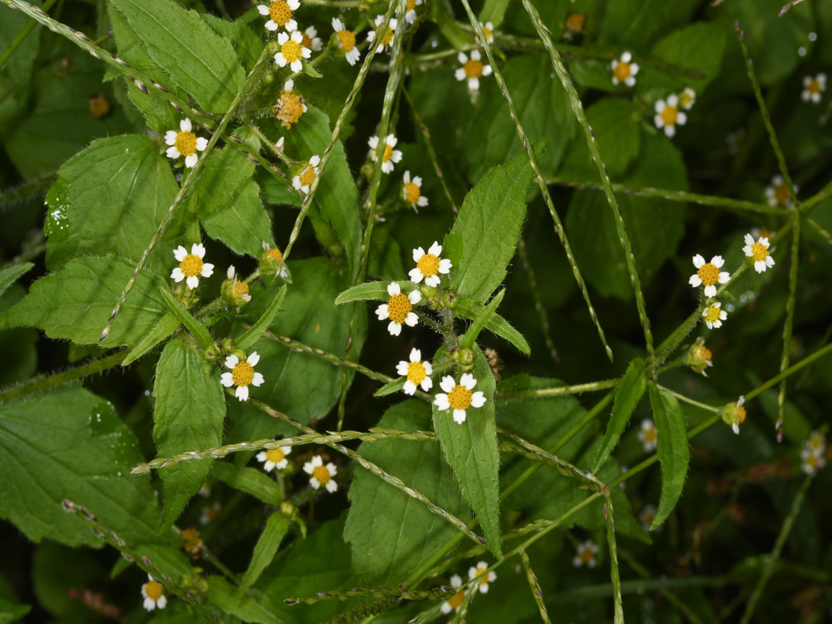 Hairy galinsoga