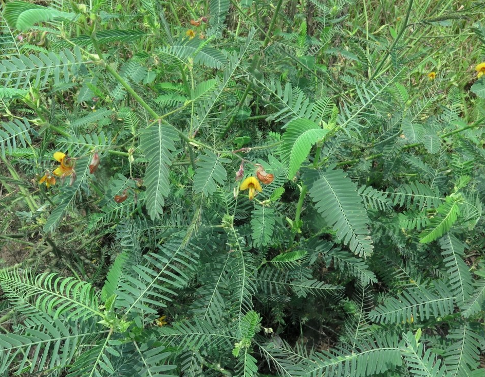 Rough jointvetch