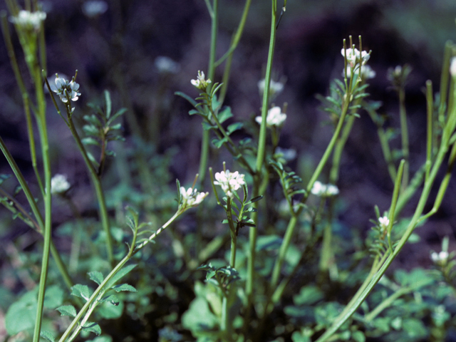 Smallflower bittercress