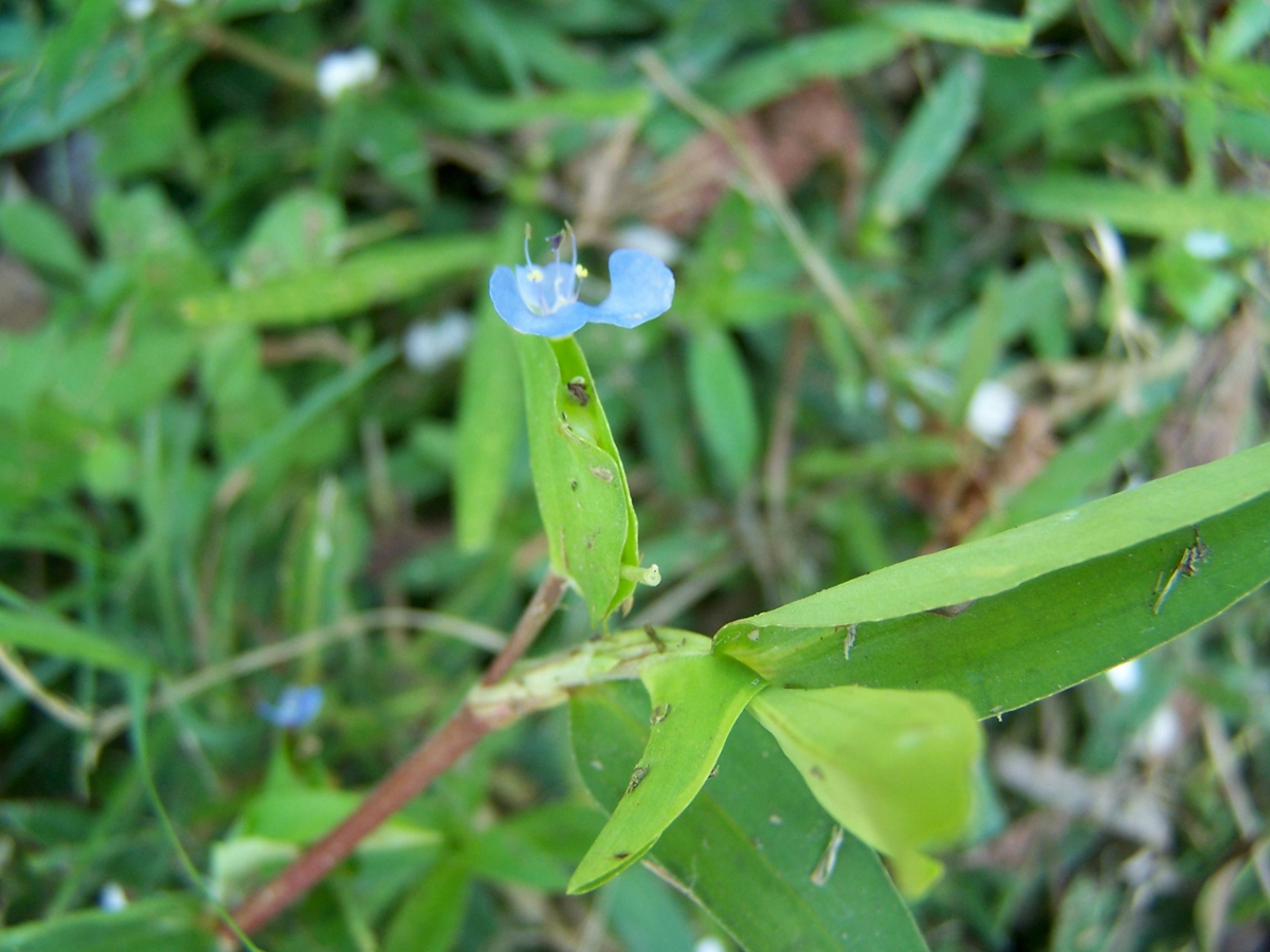 Spreading dayflower