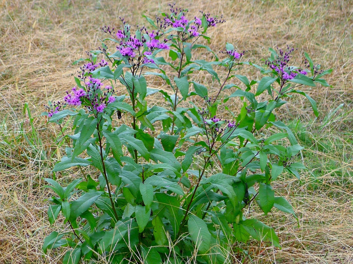 Tall ironweed