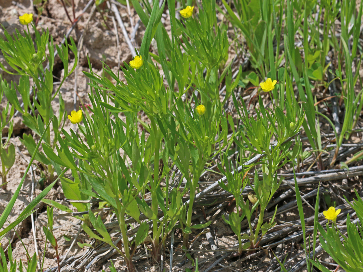 corn buttercup