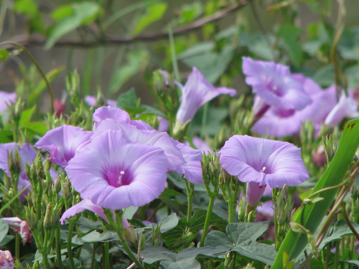 Sharp-pod morning glory