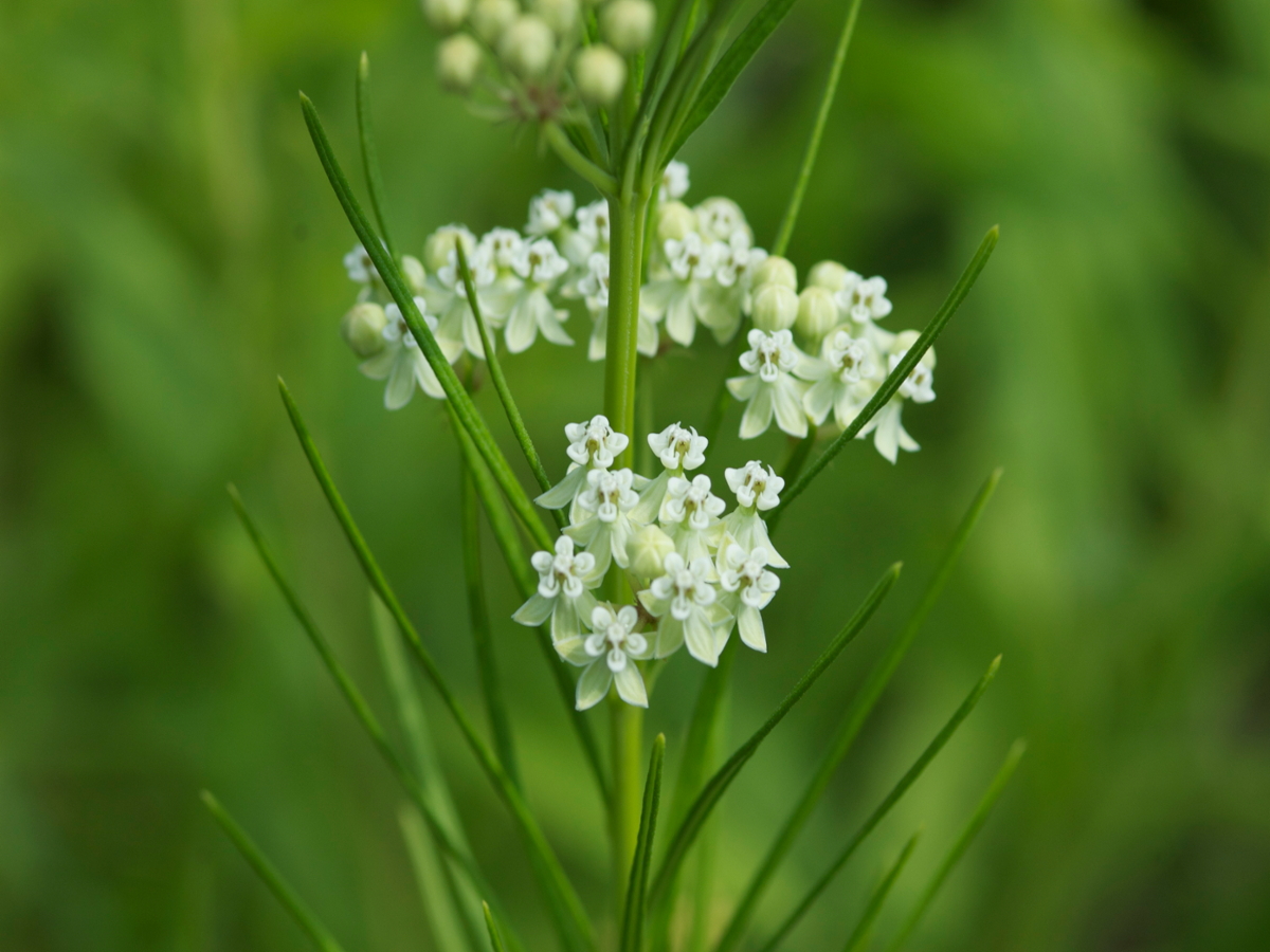 Eastern whorled milkweed