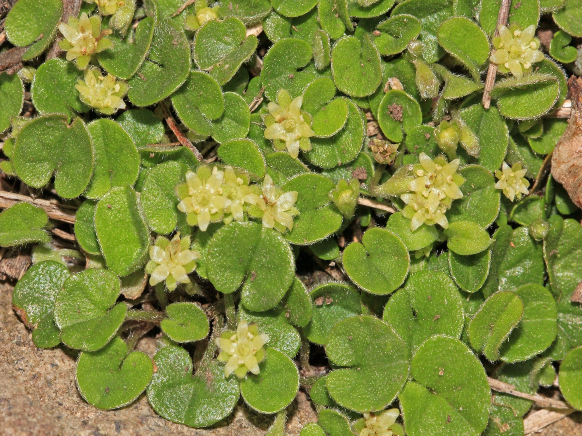 Carolina dichondra