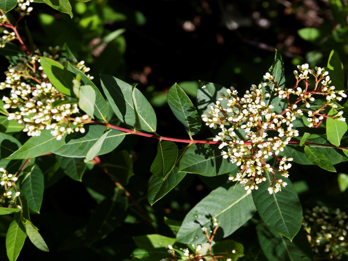 Hemp dogbane