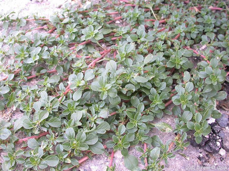 Prostrate amaranth