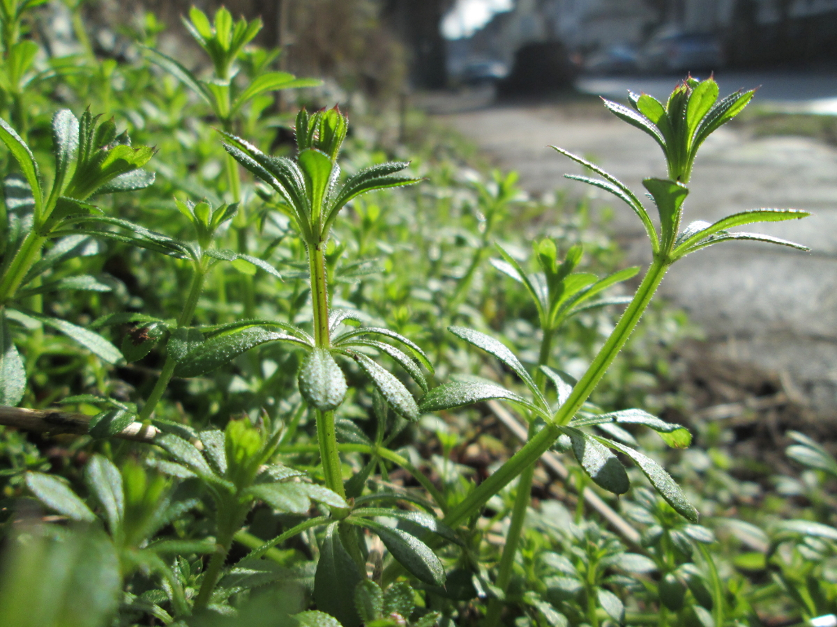 Catchweed bedstraw