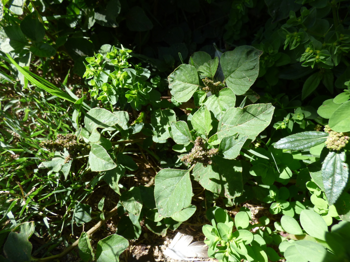 Slender amaranth