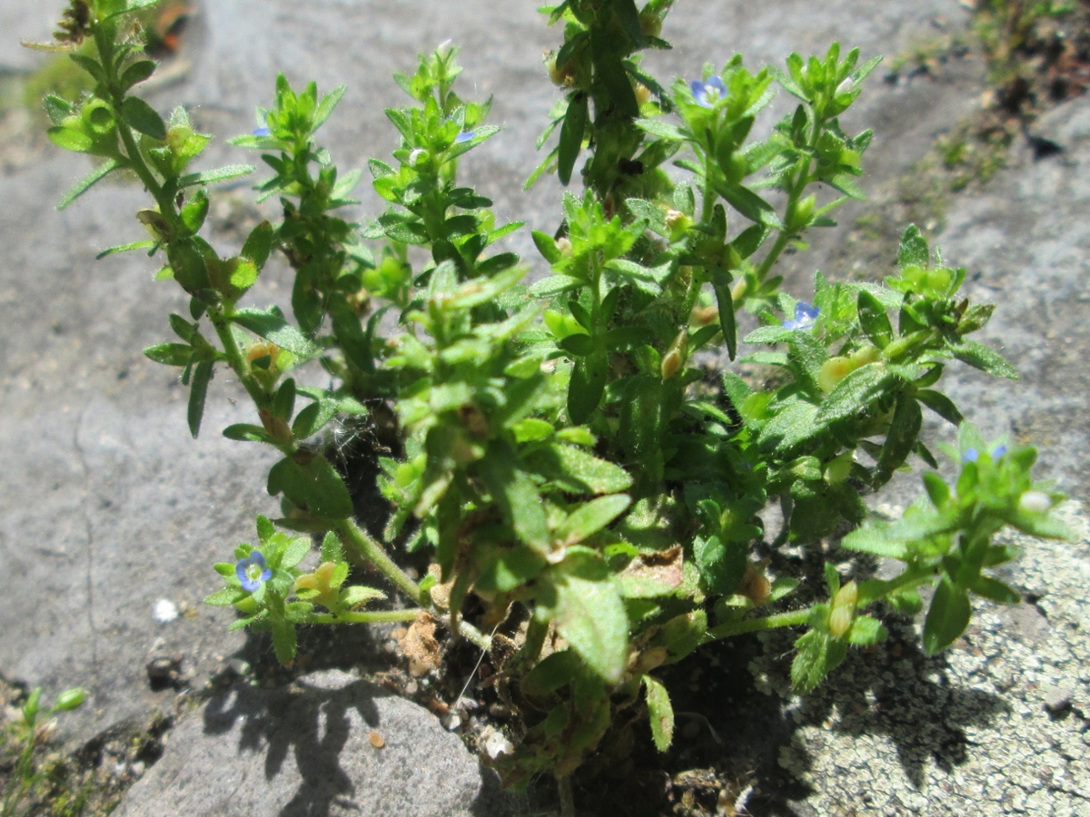 Speedwell weed deals
