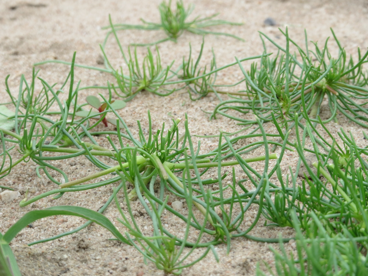 Corn Spurry