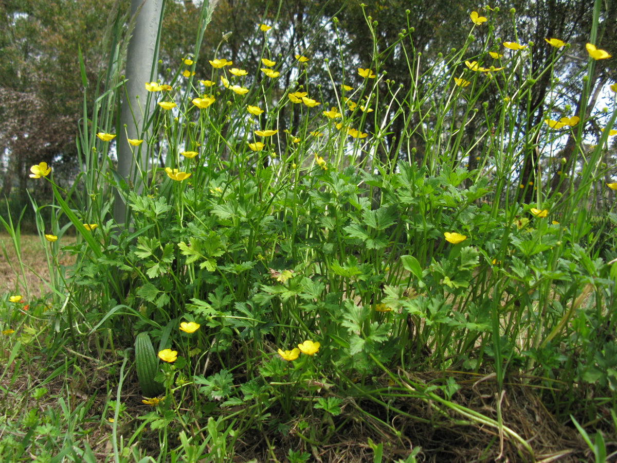 Cursed Buttercup | College of Agriculture, Forestry and Life ...