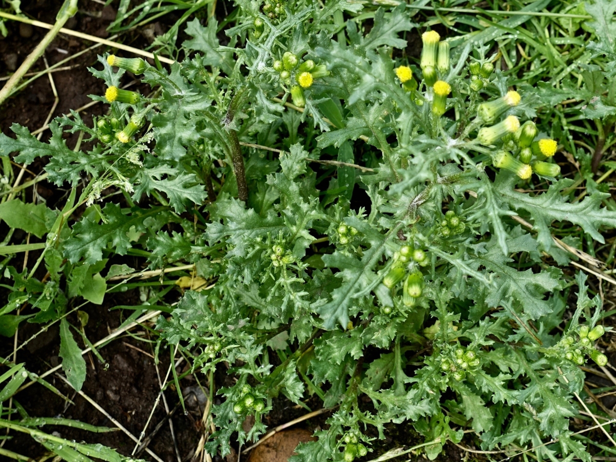 Groundsel | College of Agriculture, Forestry and Life | University, South
