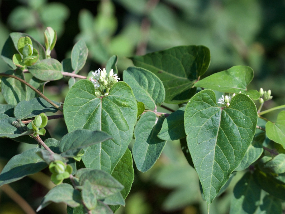 Honeyvine milkweed