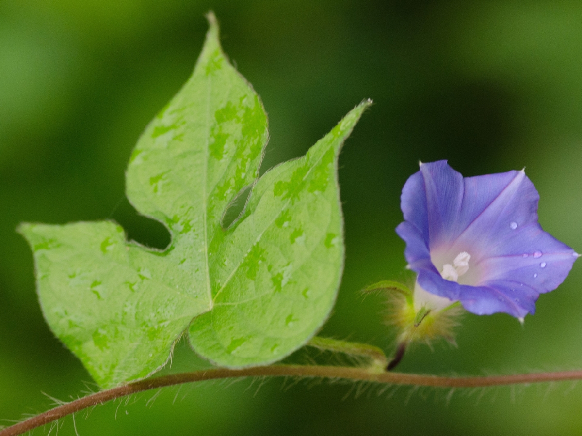 Ivyleaf morningglory