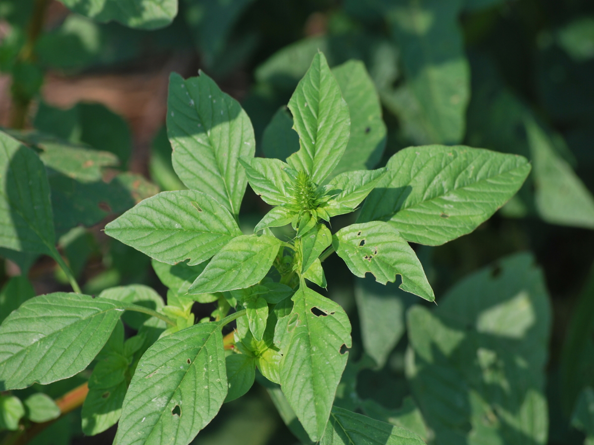 Palmer Amaranth