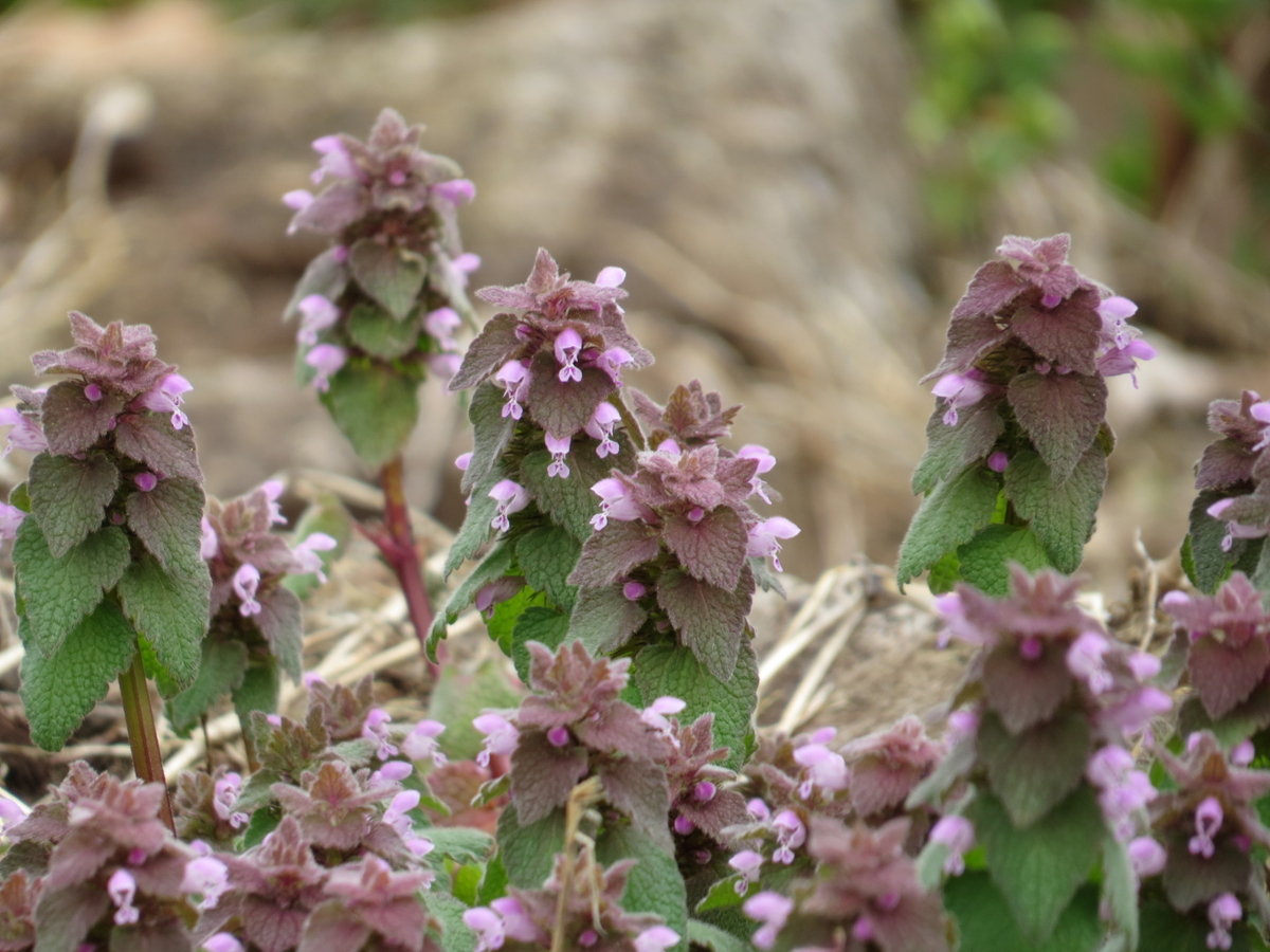 Purple deadnettle