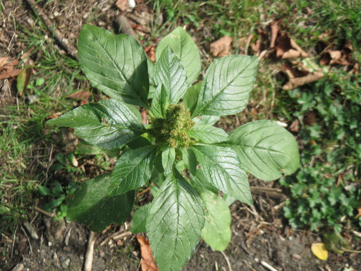 Redroot Pigweed