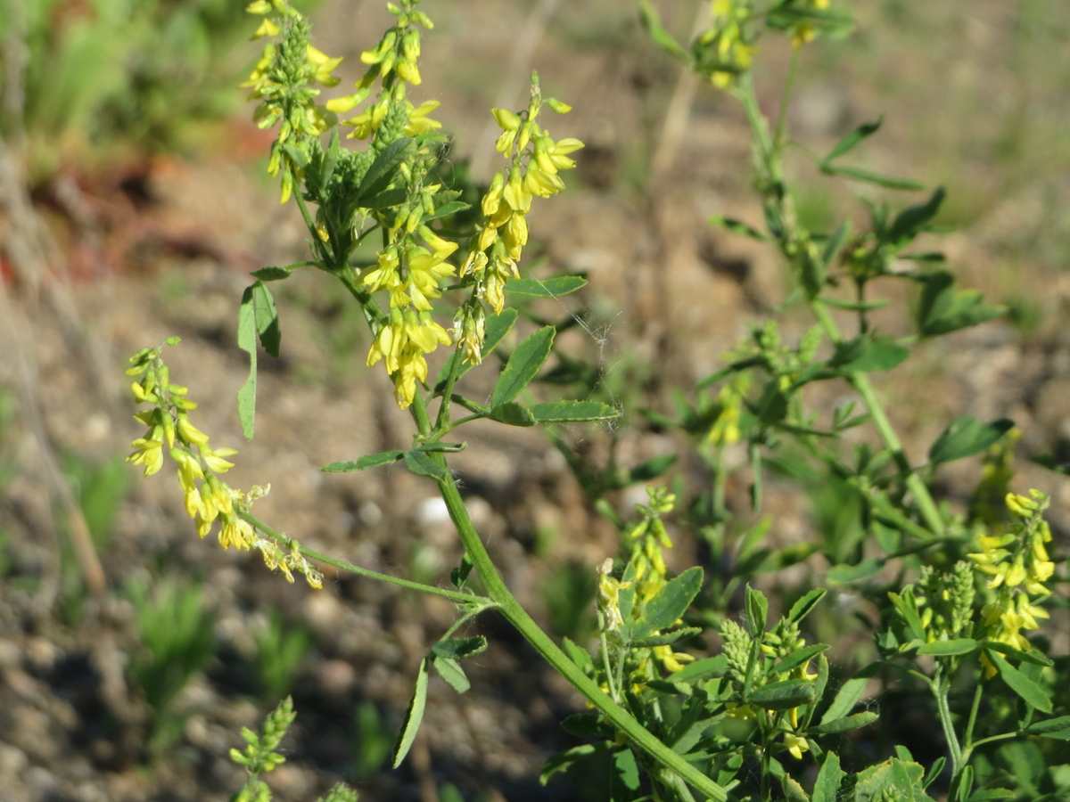 Yellow sweet clover