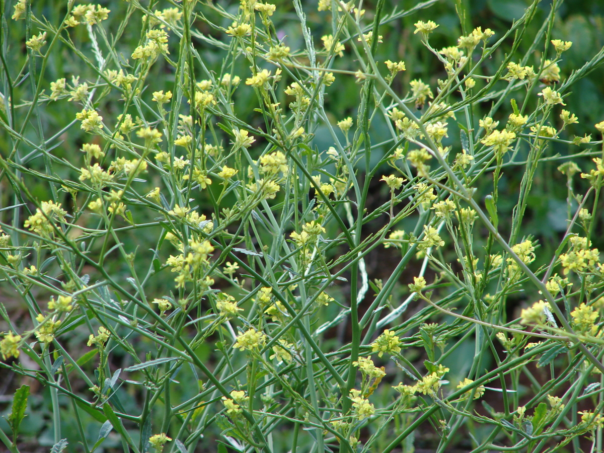 Black mustard