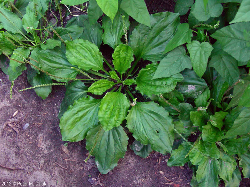 Blackseed plantain