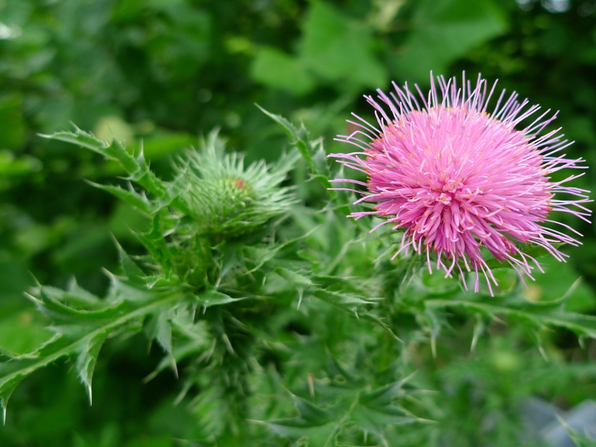 Bull thistle