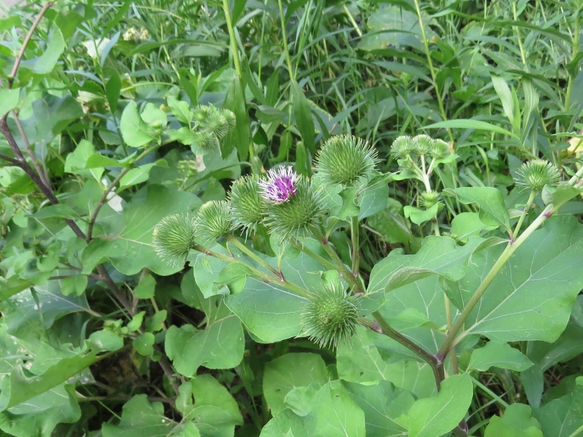 Common burdock