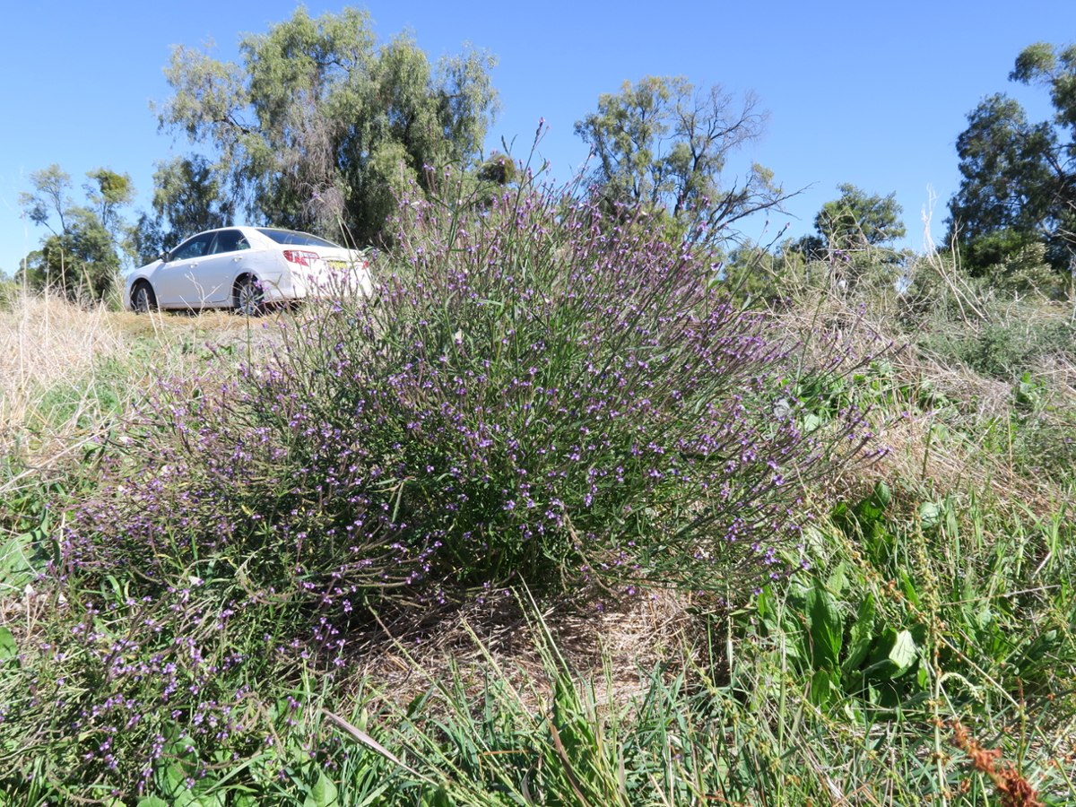 Common verbena