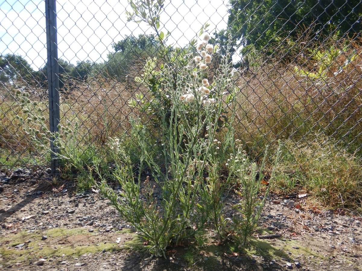 Hairy fleabane