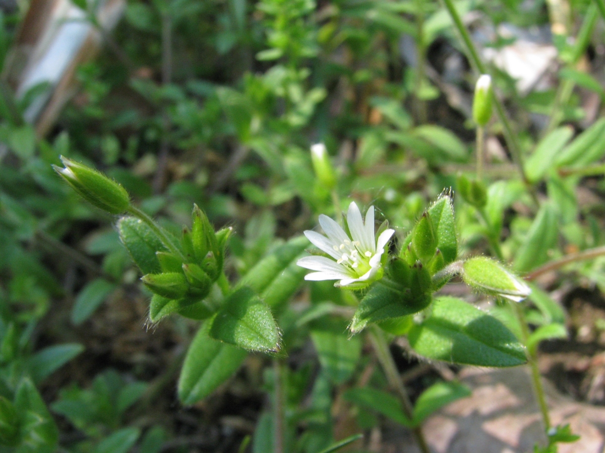 Mouseear chickweed 